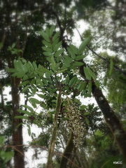 Polyscias chapelieri