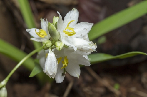 Musli (Chlorophytum tuberosum)