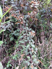 Gouania phillipsonii