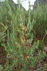 Cliffortia cuneata