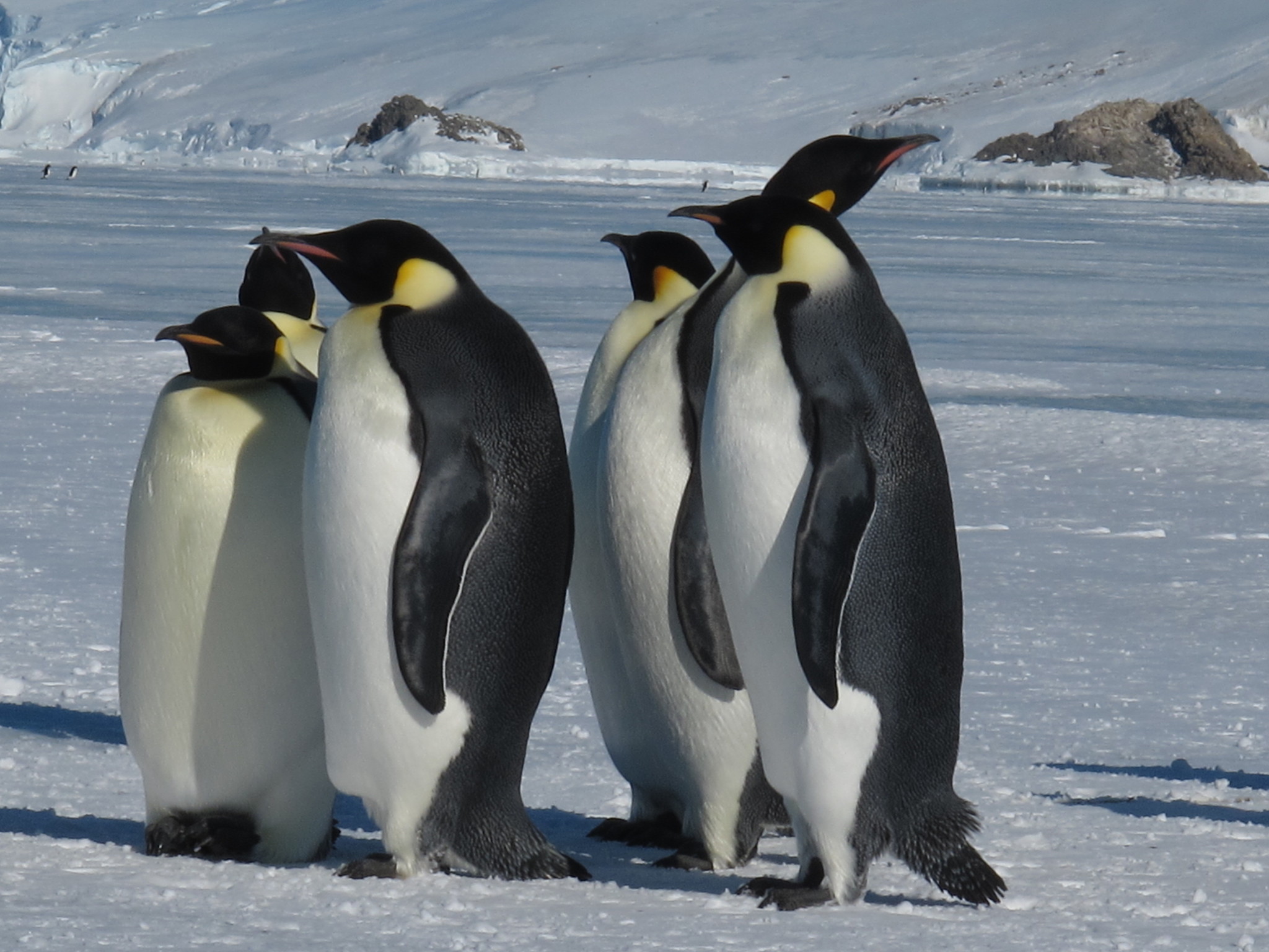 Emperor Penguin illustration
