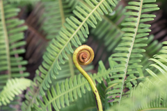 Dicranopteris