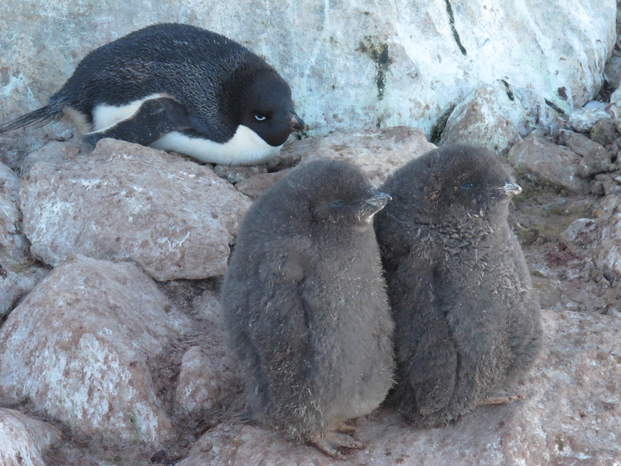 Adelie Penguin (Pygoscelis adeliae)