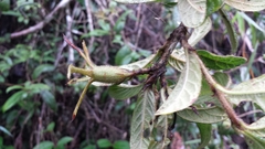 Bremeria humblotii