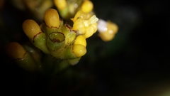 Psychotria macrochlamys