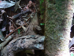 Craugastor stejnegerianus