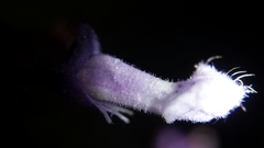 Plectranthus vestitus