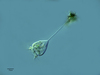 Vorticella abbreviata - Photo (c) Proyecto Agua, some rights reserved (CC BY-NC-SA)