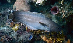 Lotella rhacina
