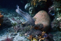 Lotella rhacina