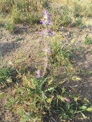 Salvia carduacea