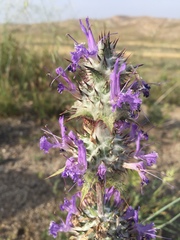 Salvia carduacea