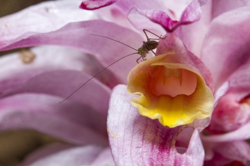 Curcuma pseudomontana, photograph 6
