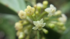 Peponidium