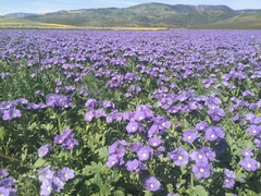 Phacelia ciliata