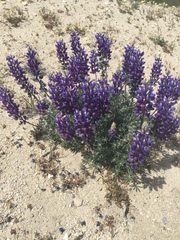 Lupinus excubitus austromontanus