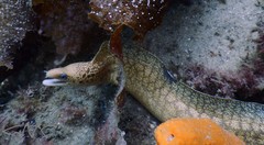 Gymnothorax cribroris