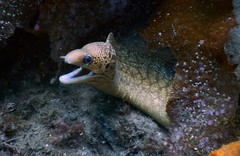 Gymnothorax cribroris