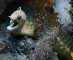 Gymnothorax cribroris