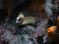 Gymnothorax cribroris