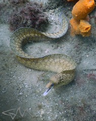 Gymnothorax cribroris