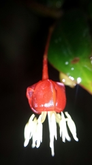 Medinilla viscoides