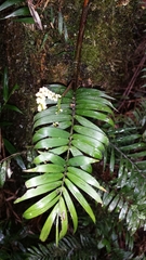 Dypsis concinna