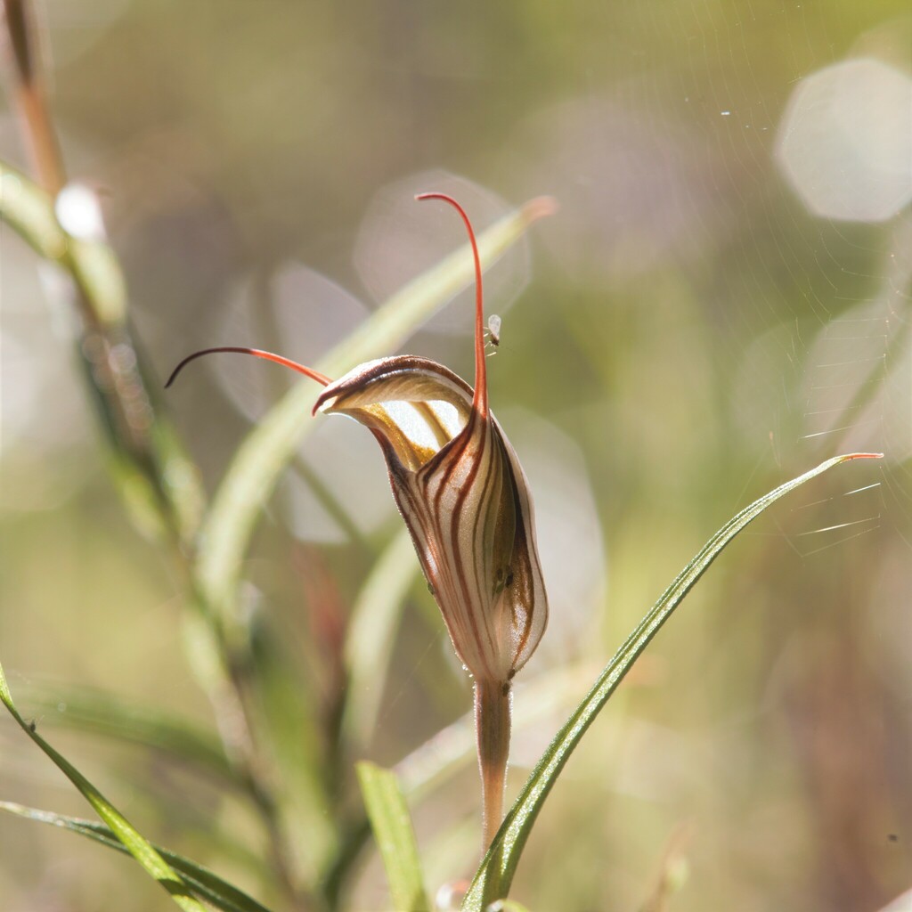 Pterostylis aspera