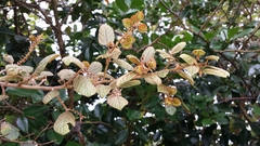 Gouania phillipsonii