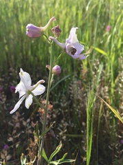 Delphinium gypsophilum