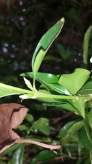Tricalysia analamazaotrensis