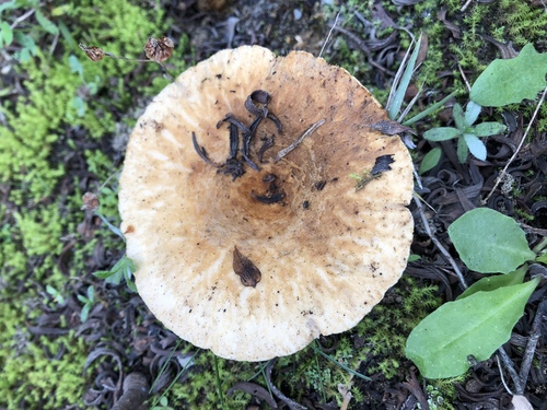 Lactarius tesquorum image