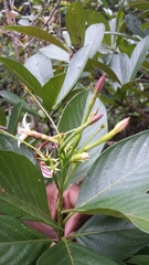 Bremeria erectiloba