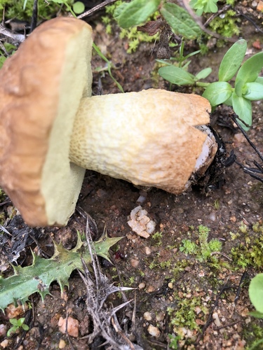 Leccinellum corsicum image