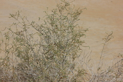 Haloxylon salicornicum