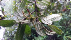 Bremeria humblotii