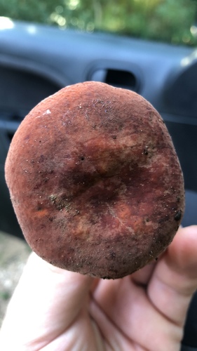 Lactifluus rugatus