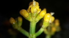 Psychotria macrochlamys