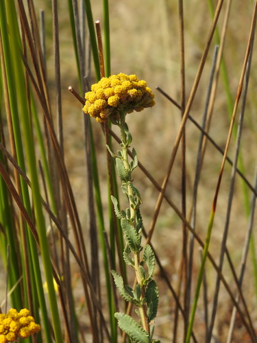 Image of Achillea ageratum by (c) Duarte Frade, some rights reserved (CC BY)
