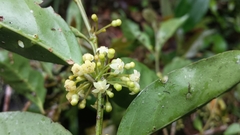 Peponidium