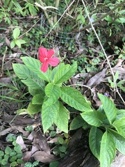 Ruellia rosea