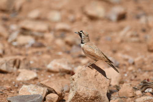 Temminck's Lark (Eremophila bilopha), photo 5