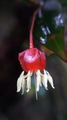 Medinilla viscoides