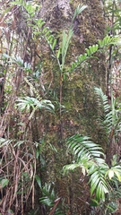 Dypsis concinna