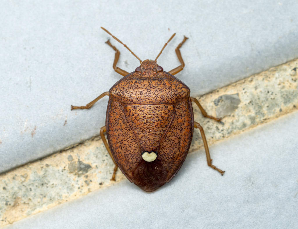 Hippotiscus