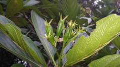 Bremeria erectiloba