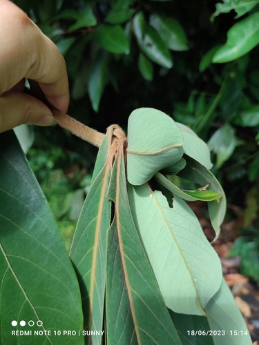 Actinodaphne macrophylla observed 2023-06-18