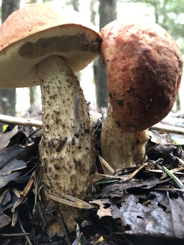 Red-capped Scaber Stalk