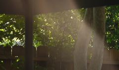 Hylocichla mustelina