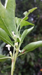 Tricalysia analamazaotrensis